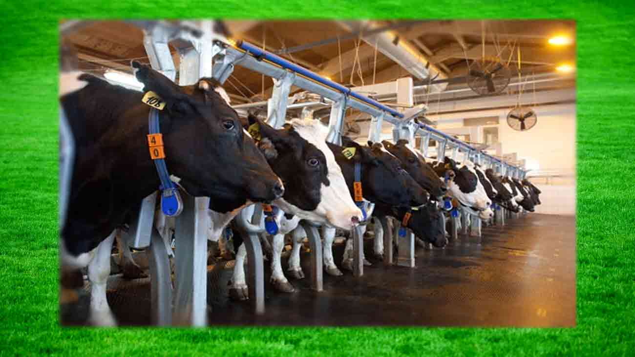 HBL Dairy & Livestock Financing offers complete financing solutions for farmers