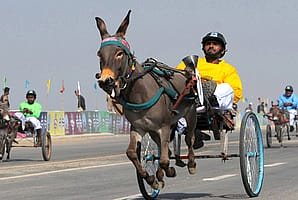 گدھوں کی ریس میں "کوئل" نے میدان مار لیا