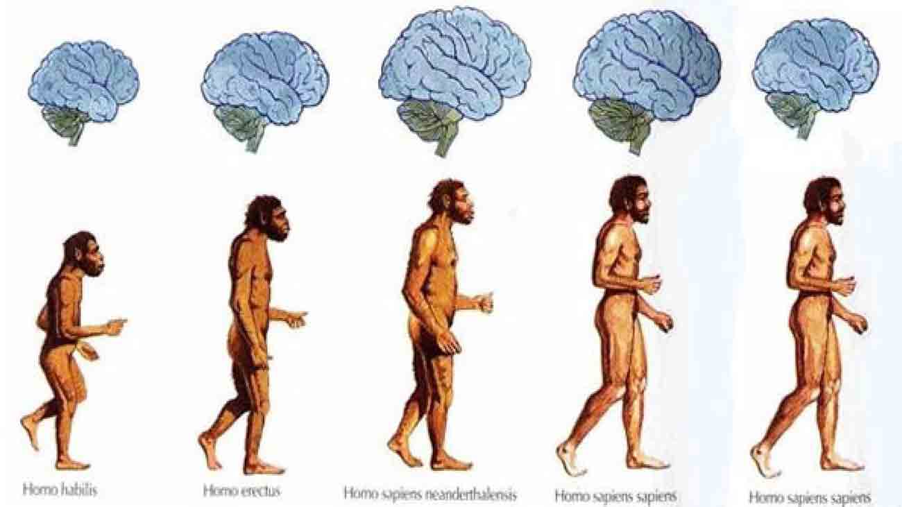 The secret of the shrinking of the human brain over time