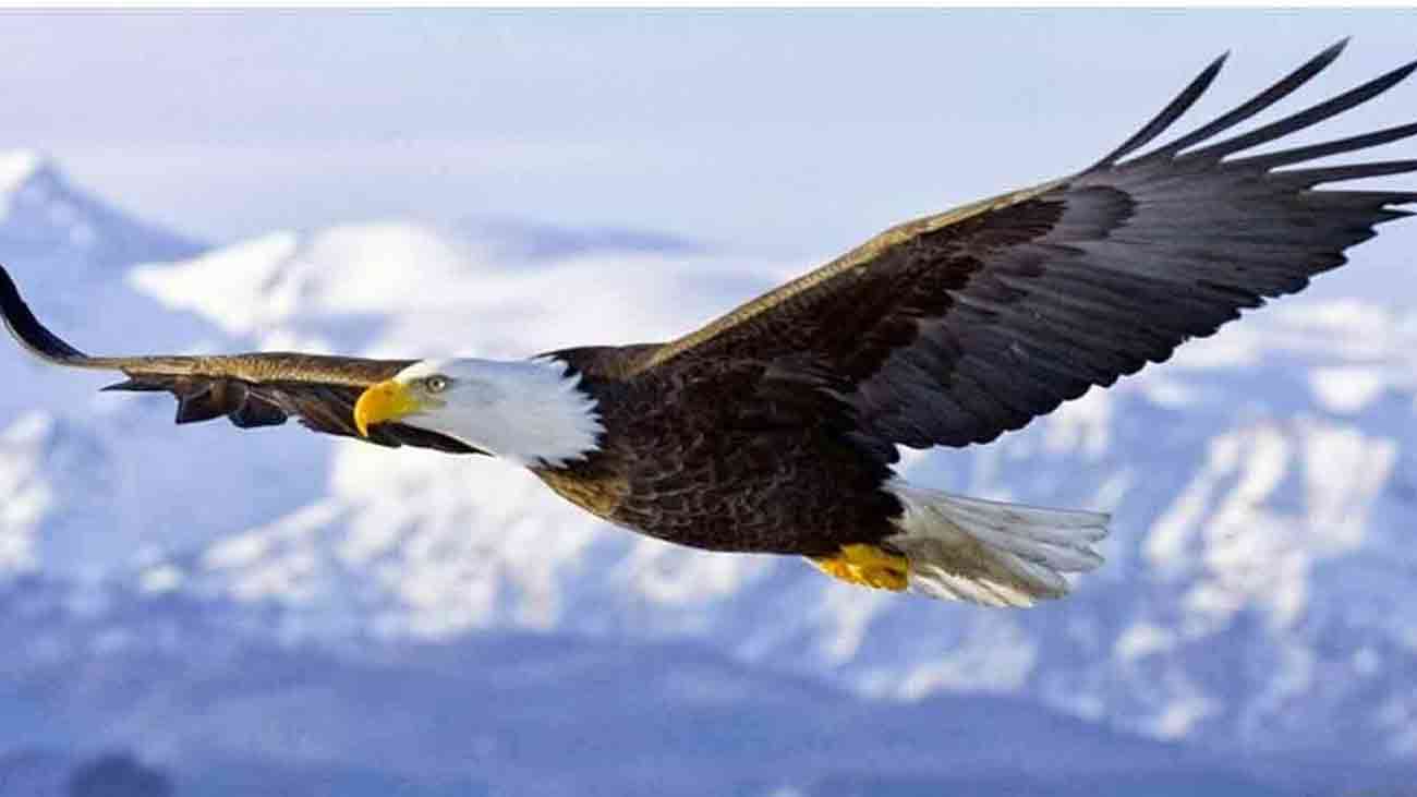 Rare Birds