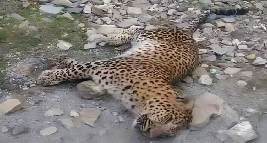 Abbottabad leopard attack