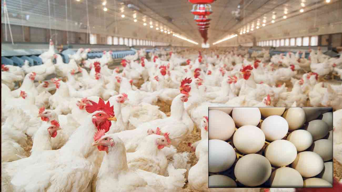 انڈوں اور برائلر کی قیمتوں میں اضافہ