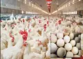انڈوں اور برائلر کی قیمتوں میں اضافہ