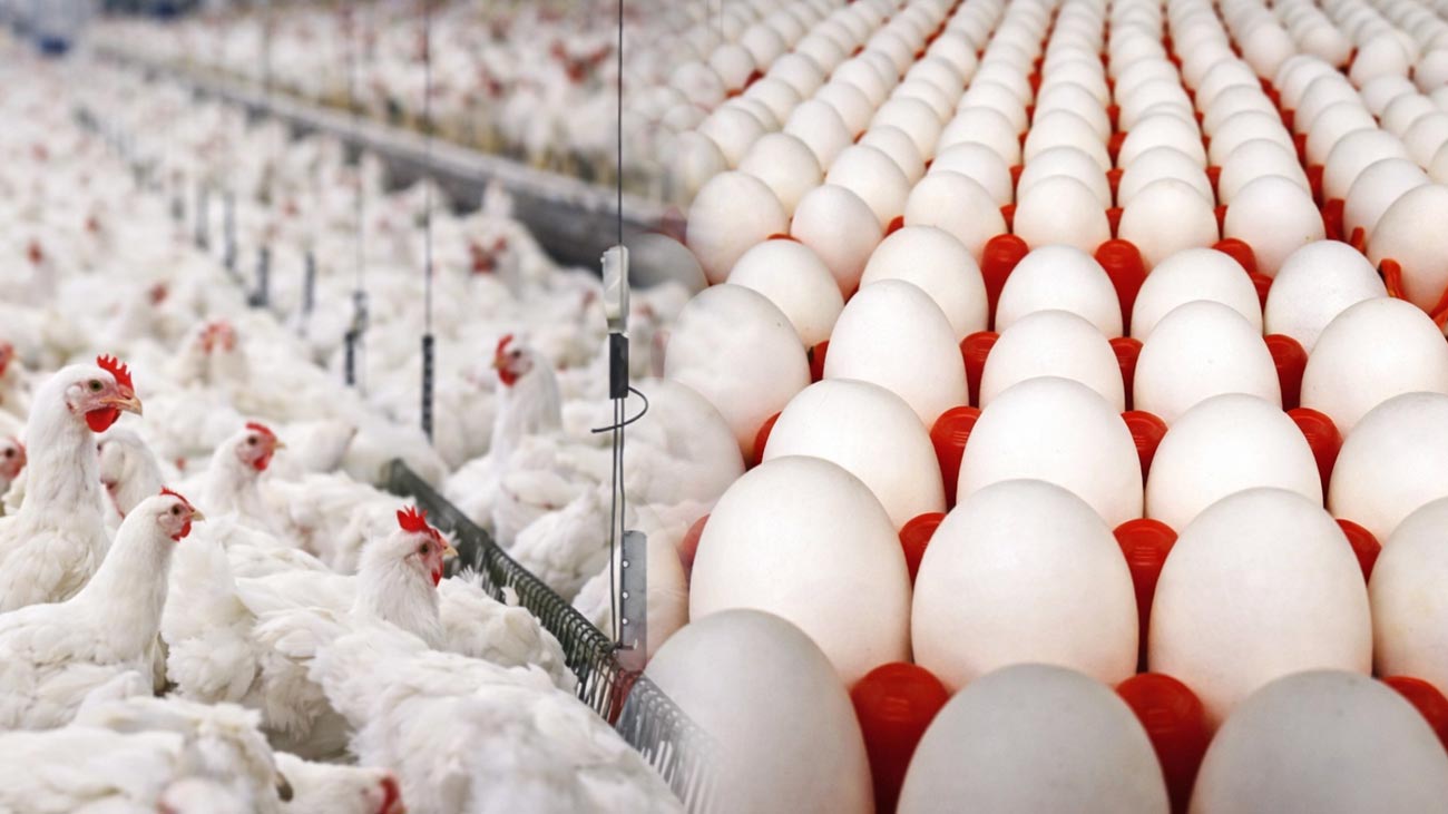 Chicken Price Increase Pakistan