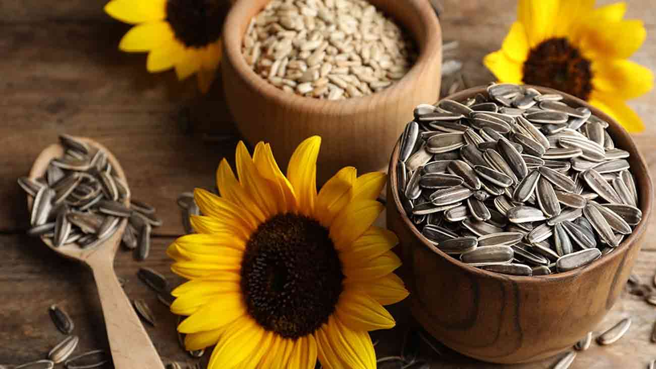 سورج مکھی کے بیج میں چھپے صحت و توانائی کے بے پناہ  فوائد