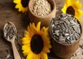 سورج مکھی کے بیج میں چھپے صحت و توانائی کے بے پناہ  فوائد