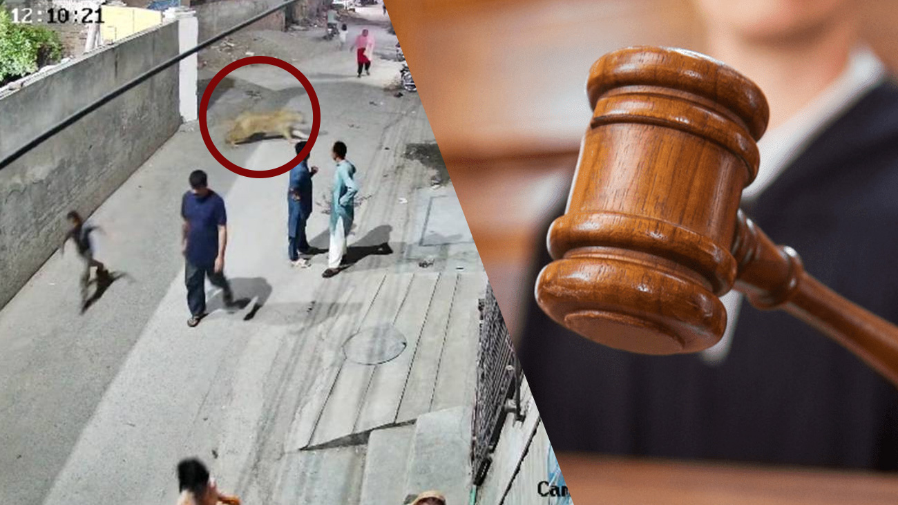 بچوں پر شیر کا حملہ، عدالت کا شیر کو سفاری پارک منتقل کرنے کا حکم عدالت نے شہریوں پر حملہ آور ہونے والے شیر کو سفاری پارک منتقل کرنے کا حکم دے دیا۔