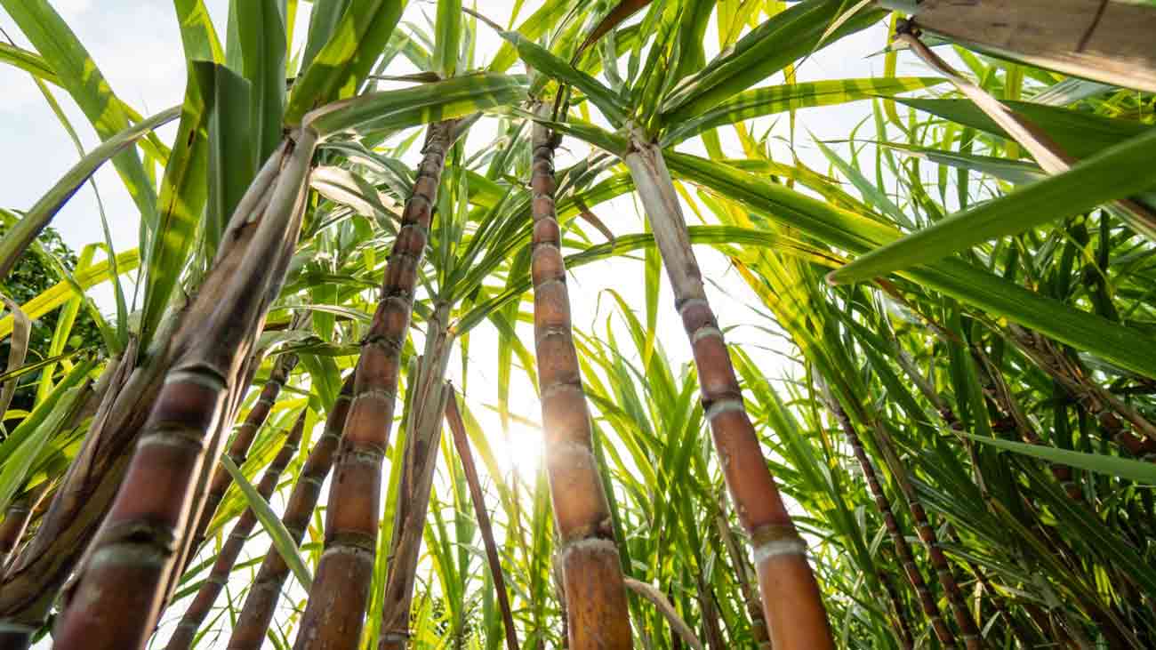 گنے کی امدادی قیمت 600 روپے فی من کرنے کا مطالبہ sugarcane farmers demand