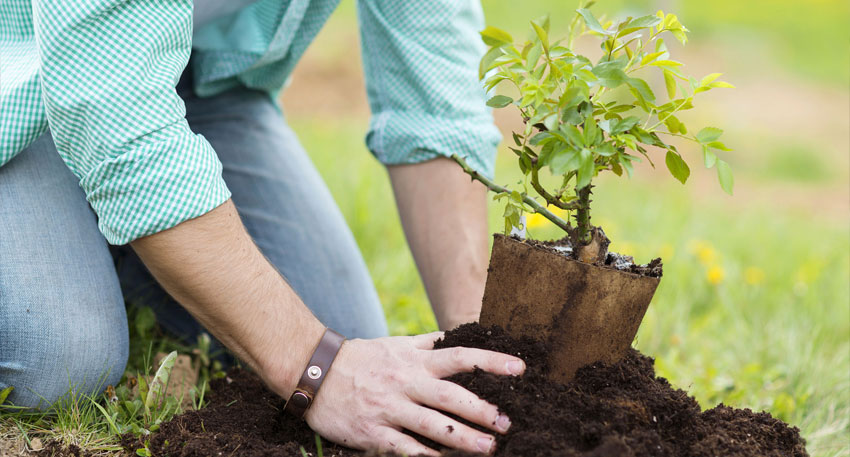 Plant for Pakistan
