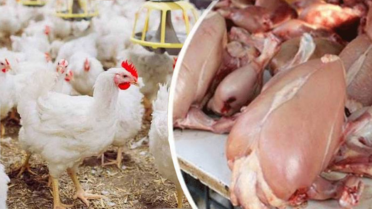 زندہ برائلر اور گوشت کی قیمتوں کا روزانہ نوٹیفکیشن جاری کرنے کا فیصلہ پنجاب حکومت نے زندہ برائلر اور گوشت کی قیمتوں کا روزانہ کی بنیاد پر نوٹیفکیشن جاری کرنے کا فیصلہ کیا ہے۔