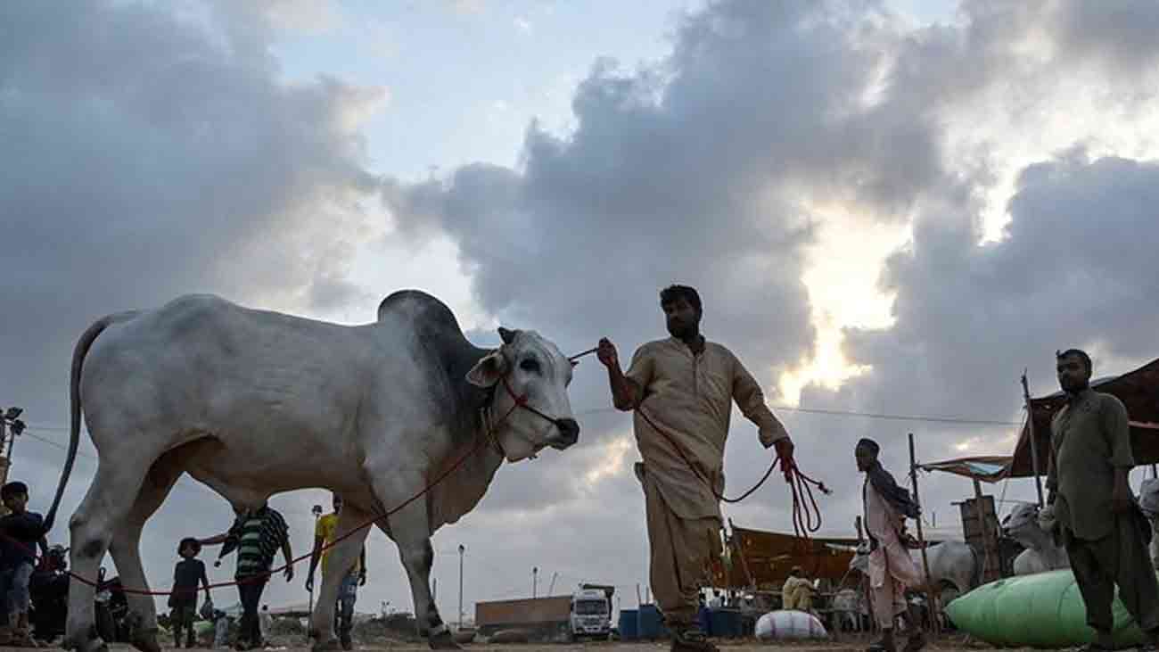 ملک بھر میں عیدالاضحیٰ مذہبی عقیدت و احترام کے ساتھ منائی جا رہی ہے پاکستان بھر میں عیدالاضحیٰ نہایت مذہبی جوش و جذبے، عقیدت اور احترام کے ساتھ منائی جا رہی ہے