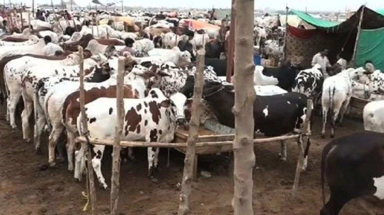 پنجاب: 292 مویشی منڈیوں میں 11 لاکھ سے زائد جانور فروخت عید الاضحیٰ کے موقع پر پنجاب کی 292 مویشی منڈیوں میں 11 لاکھ سے زائد جانور فروخت ہوئے۔