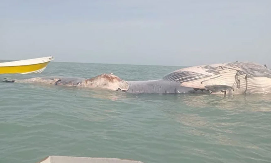 گوادر: نایاب نیلی وہیل کی مردہ حالت میں موجودگی blue whale