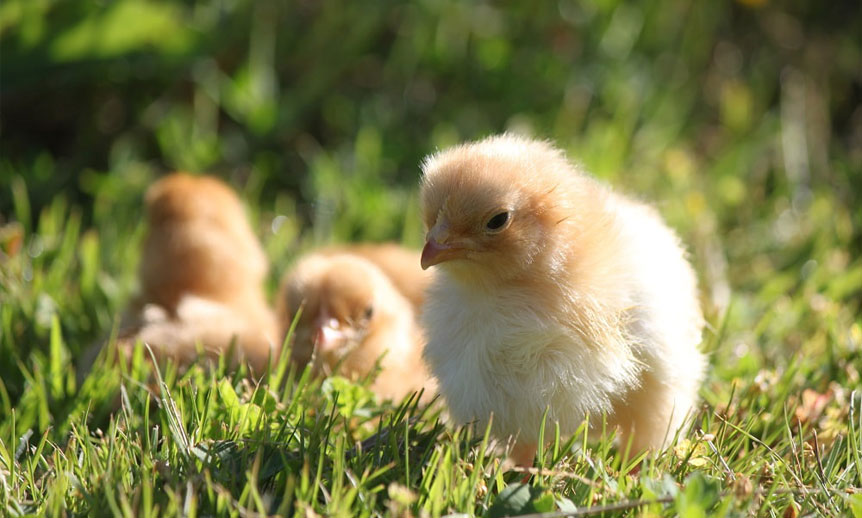 حکومت کا چوزوں کو لگژری آئٹمزمیں شامل کرنے کا فیصلہ Chick Tax