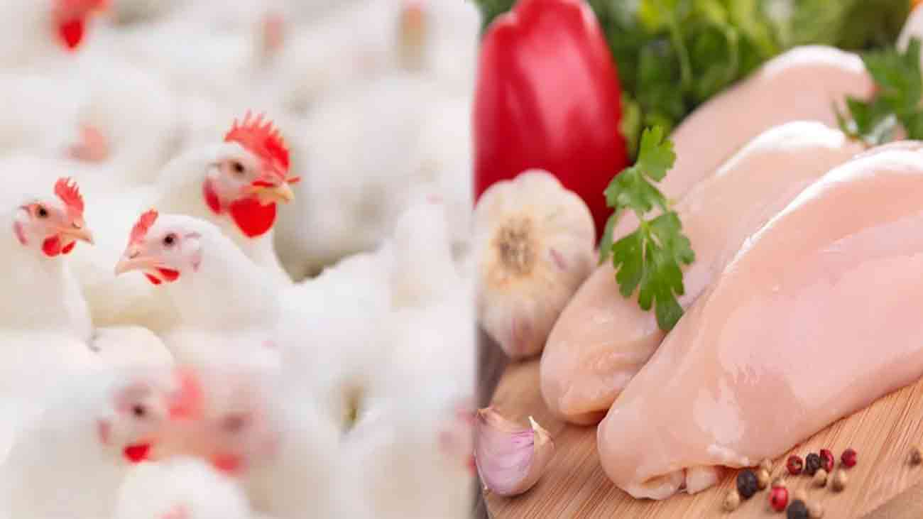 برائلر گوشت کی قیمتیں آسمان کو چھونے لگیں Broiler Chicken Price Hike