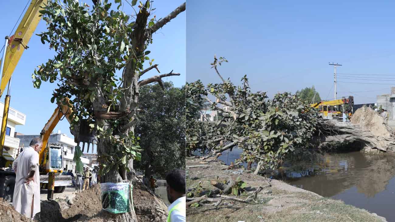 محکمہ جنگلات پنجاب نے مثالی کارنامہ سرانجام دیتے ہوئے ساٹھ برس پرانا برگد کا تاریخی درخت دوبارہ کھڑا کر دیا ۔