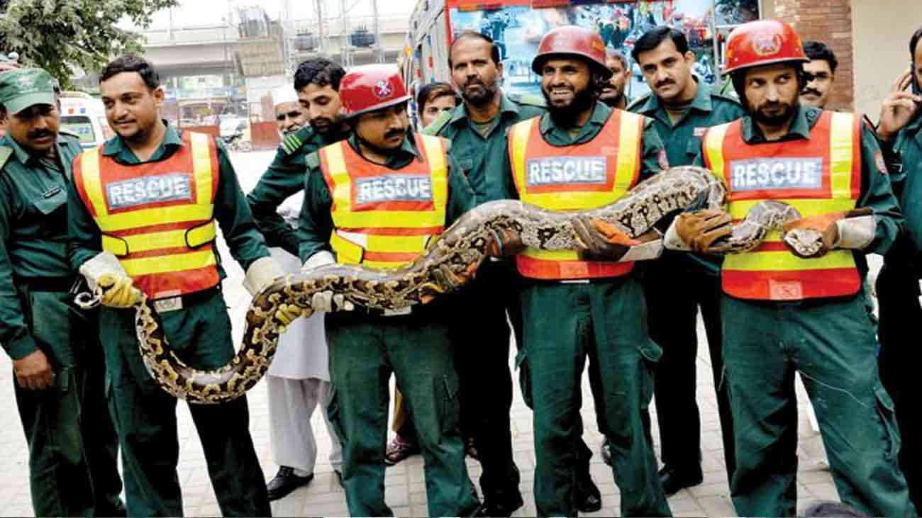 snakes rescue