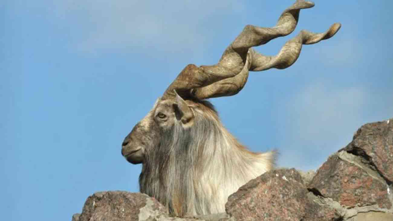 مارخور کا قانونی پرمٹ 3 لاکھ 77 ہزار ڈالر میں فروخت Markhor Trophy Hunting