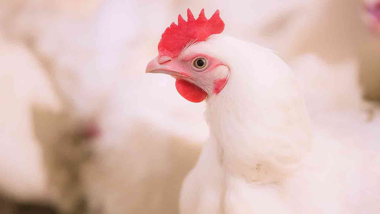 Karachi poultry supply suspended