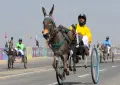 گدھوں کی ریس میں "کوئل" نے میدان مار لیا