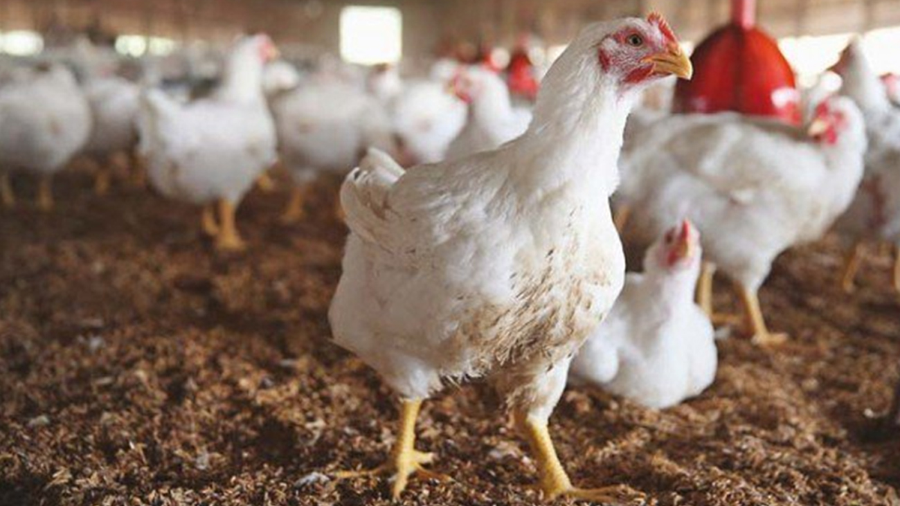 رمضان: پولٹری ایسوسی ایشن کا خصوصی سبسڈی کا اعلان