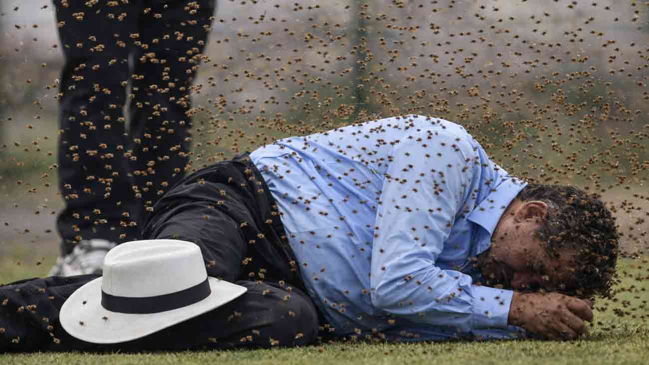 کرکٹ میچ کے دوران مکھیوں کے حملے سے سینئر امپائر ہلاک