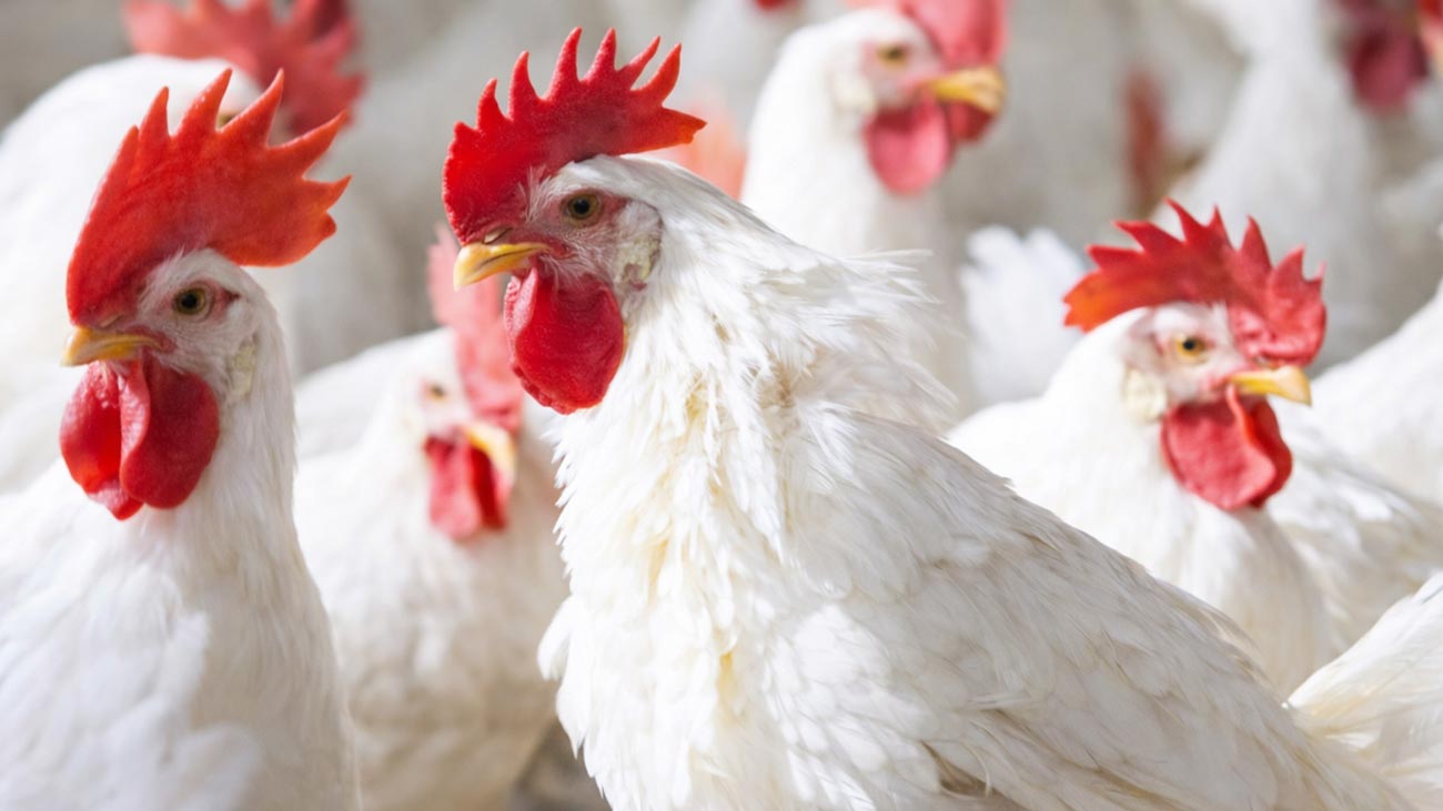 Chicken prices hit record high