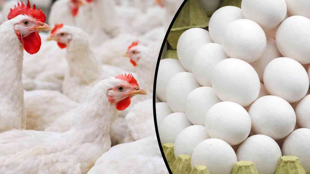 Chicken price increase Pakistan