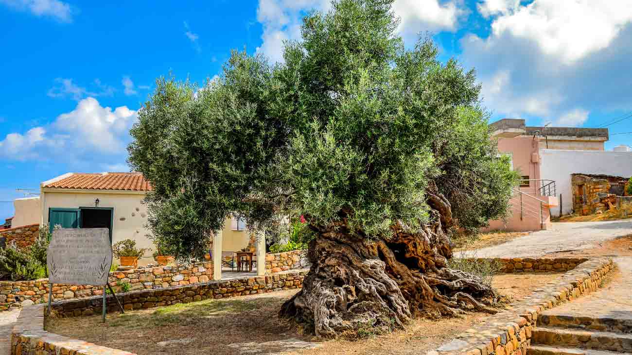 دنیا کا قدیم ترین زیتون کا درخت کہاں پر ہے؟