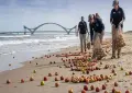 سمندر کے ساحل پر سیبوں کا سیلاب آگیا