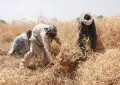 حکومت کا چھوٹے کاشتکاروں کیلئے بلاسود قرض پروگرام کا اعلان