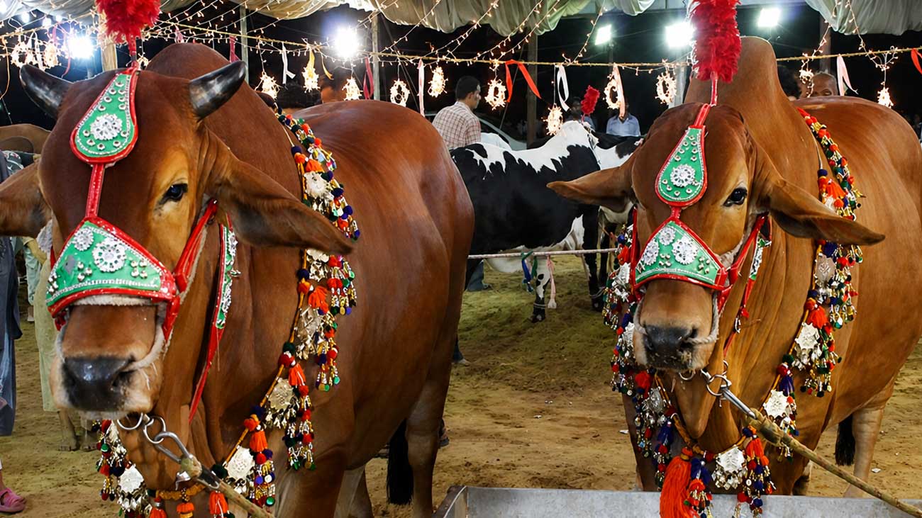 Lahore cattle market 2026