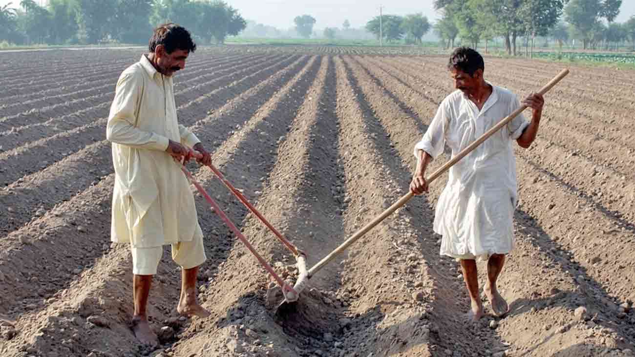 Wheat Subsidy Scheme 2026-2027