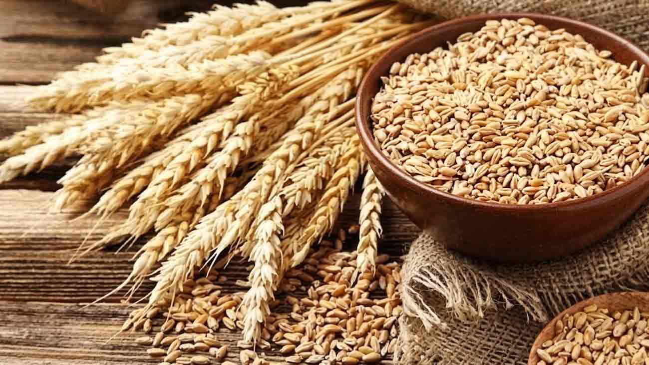 Punjab Wheat Price 2026