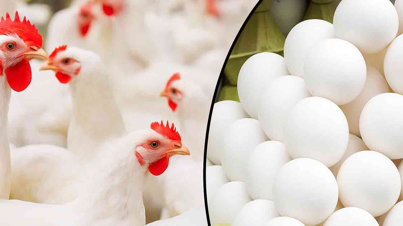 Chicken Prices