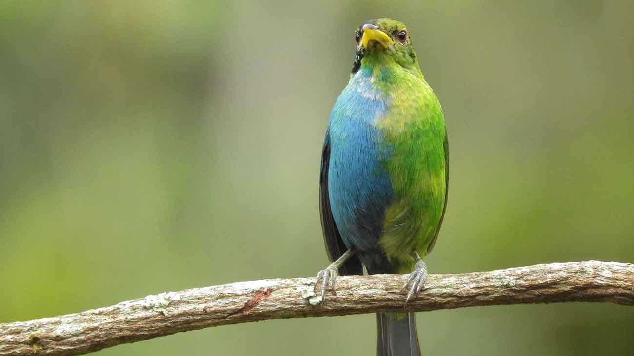 Half-male, half-female bird found in Colombia