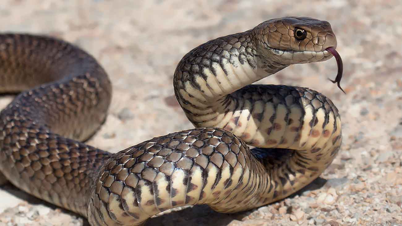 Can snakes live for 1,000 years?
