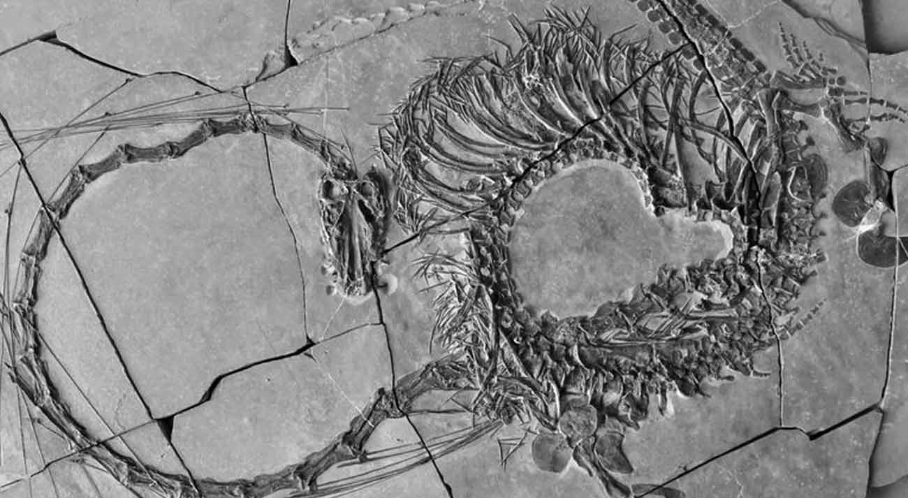 Scientists unveil 240-million-year-old reptile likened to 'Chinese dragon'