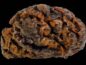 Scientists find 12,000-year-old preserved human brains resisting decomposition
