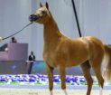 Dubai-Horse-Championship